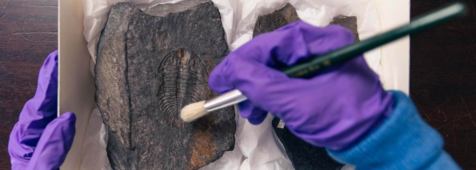 Trilobite fossil being dusted with a brush