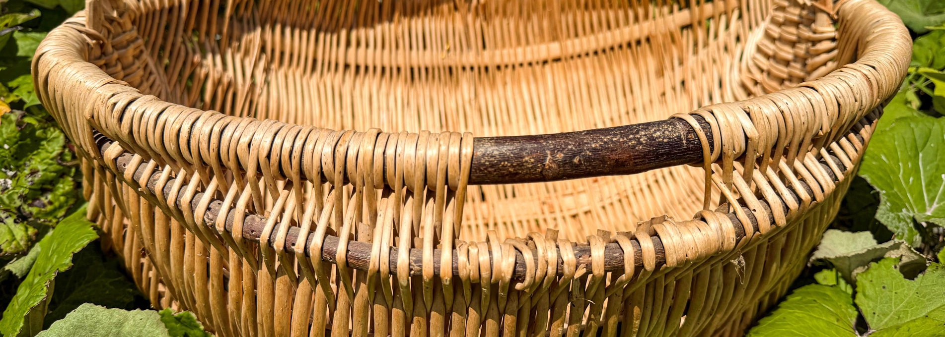 Traditional willow basket (cyntell) resting among green garden foliage.
